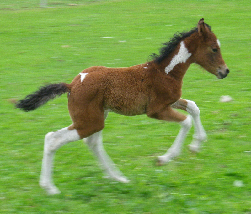 Izzy june 6 run.jpg